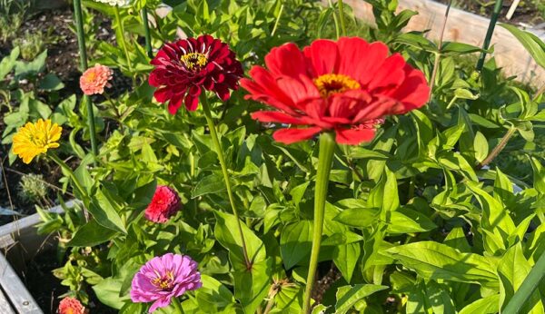 cut-flower-garden-design