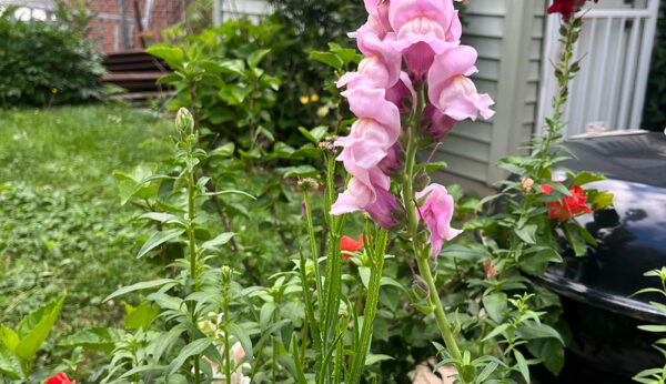 snapdragon